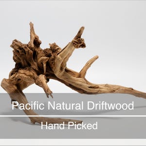 May include: A piece of light brown natural driftwood with a complex, gnarled root structure and several extending branches. The text Pacific Natural Driftwood and Hand Picked is printed in white over a gray horizontal bar across the lower section.