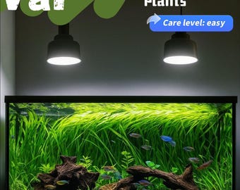 Live Freshwater Aquarium Plants - Jungle Vallisneria