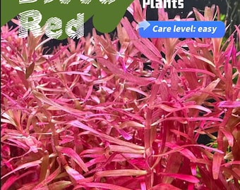 Live Freshwater Aquarium Plants - Rotala Blood Red