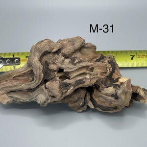 May include: A piece of weathered driftwood labeled M-31, featuring a complex, gnarled texture with light brown and dark brown tones. A yellow measuring tape is positioned behind the wood, indicating a length of approximately 7.5 inches.