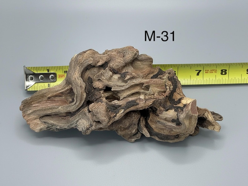 May include: A piece of weathered driftwood labeled M-31, featuring a complex, gnarled texture with light brown and dark brown tones. A yellow measuring tape is positioned behind the wood, indicating a length of approximately 7.5 inches.