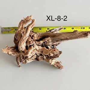 May include: A piece of light brown driftwood labeled XL-8-2, positioned next to a yellow measuring tape that shows the wood spans approximately 11 inches in length. The wood has a gnarled, textured surface with multiple branches and knots.