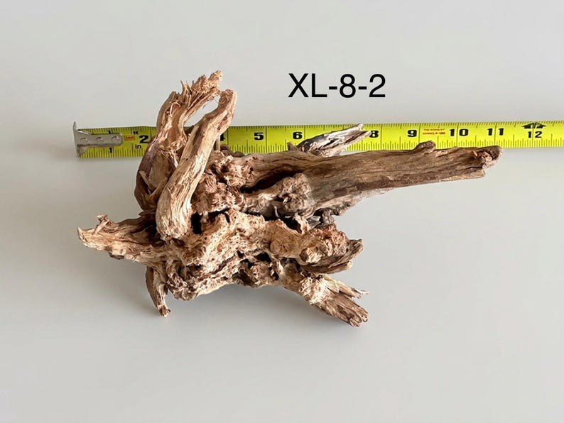 May include: A piece of light brown driftwood labeled XL-8-2, positioned next to a yellow measuring tape that shows the wood spans approximately 11 inches in length. The wood has a gnarled, textured surface with multiple branches and knots.