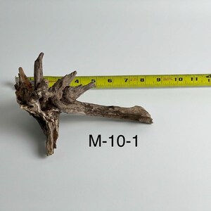 May include: A piece of brown driftwood with a textured, gnarled surface and multiple pointed branches. A yellow measuring tape is positioned behind the wood, showing a length of approximately 8 inches. The text M-10-1 is printed below the wood.