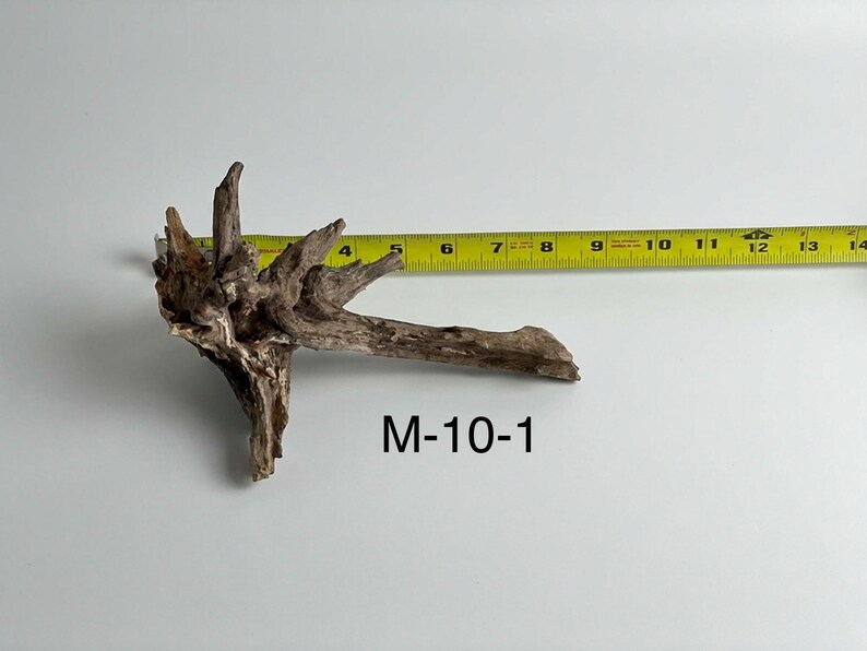 May include: A piece of brown driftwood with a textured, gnarled surface and multiple pointed branches. A yellow measuring tape is positioned behind the wood, showing a length of approximately 8 inches. The text M-10-1 is printed below the wood.