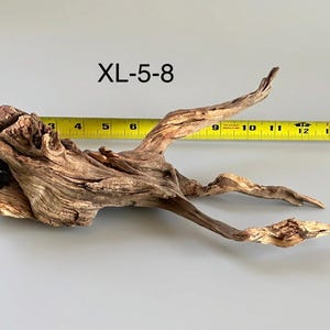 May include: A piece of brown driftwood labeled XL-5-8, positioned in front of a yellow measuring tape that shows the object spans approximately 14 inches in length. The wood features a gnarled, textured surface with multiple branching points.