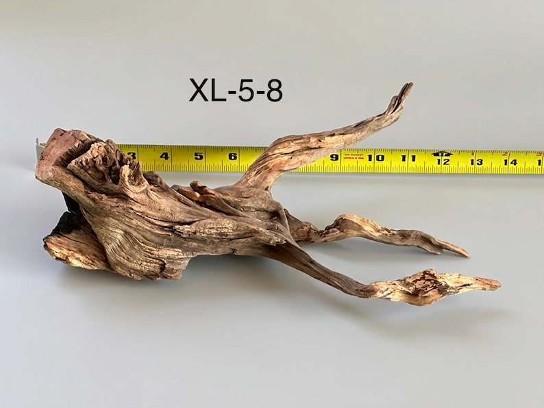 May include: A piece of brown driftwood labeled XL-5-8, positioned in front of a yellow measuring tape that shows the object spans approximately 14 inches in length. The wood features a gnarled, textured surface with multiple branching points.