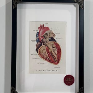 May include: Framed vintage anatomical heart illustration. The print, labelled "PLATE IX - Cross Section of the Heart," is in a black frame with decorative corner accents. A red wax seal with the text "PAST BASE EMPORIUM" is on the lower right.