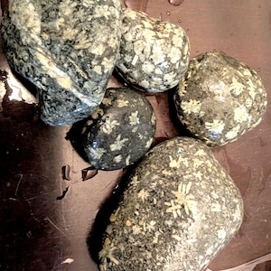 May include: Five polished stones with a speckled pattern in shades of grey, black, and cream. The stones vary in size and shape, with a smooth, rounded appearance. The stones are arranged on a dark brown surface.