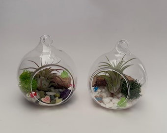 Kit de terrario para plantas aéreas DIY / Manualidad de jardín de musgo en globo de cristal