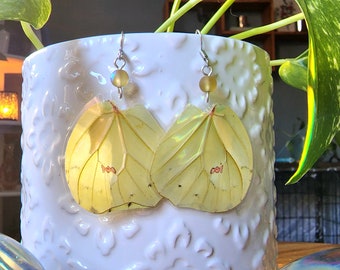 Great Orange Tip Butterfly, Orange-Tipped Angled-Sulphur Butterfly Earrings