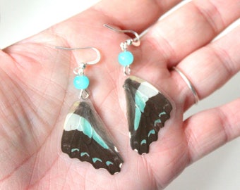 Black and Pale Blue Butterfly Earrings, Real Butterfly Wings, Natural History Earrings