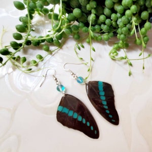 Real Butterfly Earrings, Black & Blue Butterfly Wing Earrings