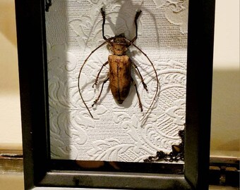 Large Longhorn Beetle Artwork, Quality Framed Insects,  FREE SHIPPING