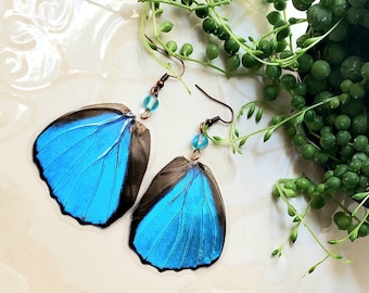 Blue Butterfly Earrings, Real Butterfly Wing Earrings, Morpho Butterfly Wing Earrings
