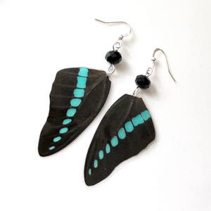 Black and Turquoise Butterfly Earrings, Real Butterfly Wings, Natural History Earrings