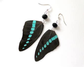 Black and Turquoise Butterfly Earrings, Real Butterfly Wings, Natural History Earrings
