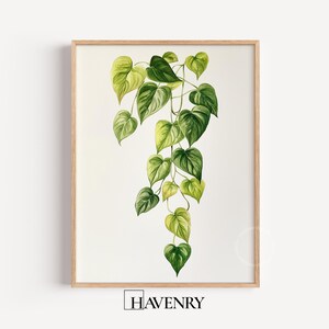 May include: A framed botanical print showing a watercolour illustration of a trailing plant with heart-shaped leaves. The leaves are various shades of green. The frame is light wood. The print has the word HAVENRY at the bottom.