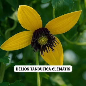 May include: Close-up of a vibrant yellow Helios Tangutica Clematis flower. The flower has five petals and a dark purple center with a yellow stamen. The text "HELIOS TANGUTICA CLEMATIS" is displayed on a white rectangular label at the bottom.