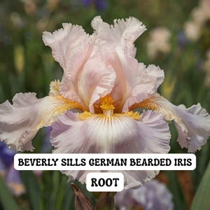 May include: A close-up of a 'Beverly Sills' German bearded iris flower. The flower has soft pink and lavender petals with yellow accents. The text "BEVERLY SILLS GERMAN BEARDED IRIS" and "ROOT" are displayed.