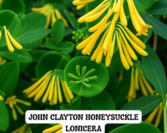 John Clayton Climbing Honeysuckle Vine, Lonicera 2.5" Pot, Yellow Blooms, Fragrant Perennial