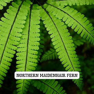 Hardy Northern Maidenhair Fern, Adiantum Pedatum 4” Pot, Elegant Shade Perennial