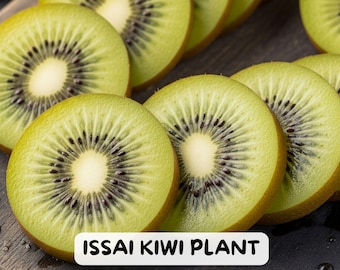 May include: Close-up of several sliced kiwis, showcasing their vibrant green flesh and black seeds. The text "ISSAI KIWI PLANT" is displayed on a white rectangular label. The kiwis are arranged on a dark wooden surface.