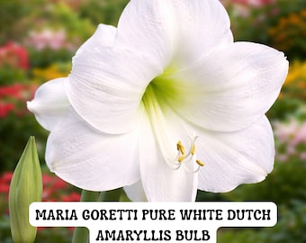 Maria Goretti White Amaryllis Bulb, Giant Pure White Blooms, Dutch Bulb 30/32 cm