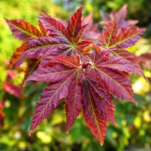 May include: A cluster of vibrant deep red and burgundy Japanese maple leaves with pointed, serrated edges. The foliage is covered in small, clear water droplets, highlighting the intricate veins and the rich, saturated color of the plant.