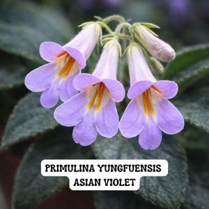May include: Close-up of Primulina yungfuensis, also known as Asian Violet, with delicate, bell-shaped lavender flowers. The blooms have yellow and orange accents, set against a backdrop of dark green leaves. The image includes the text "PRIMULINA YUNGFUENSIS ASIAN VIOLET".