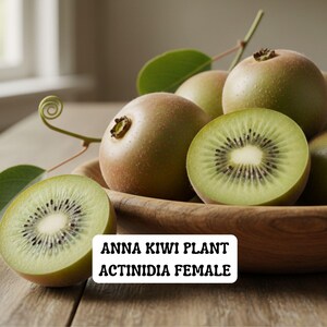 May include: A wooden bowl filled with Anna Kiwi Plant Actinidia Female fruit. Some are whole, with brown skin, and others are sliced, revealing green flesh and black seeds. Green leaves and stems are also present.