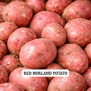 May include: A close-up shot of several Red Norland potatoes. The potatoes are a reddish-pink color and have a slightly rough texture. The text "RED NORLAND POTATO" is displayed in a white box at the bottom of the image.