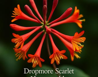 Dropmore Scarlet Honeysuckle Vine - Lonicera - 2.5" Pot - Etsy