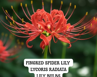 2 Red Spider Lily Bulbs, Lycoris Radiata 10/+ cm, Hardy Perennial, Fall Blooming