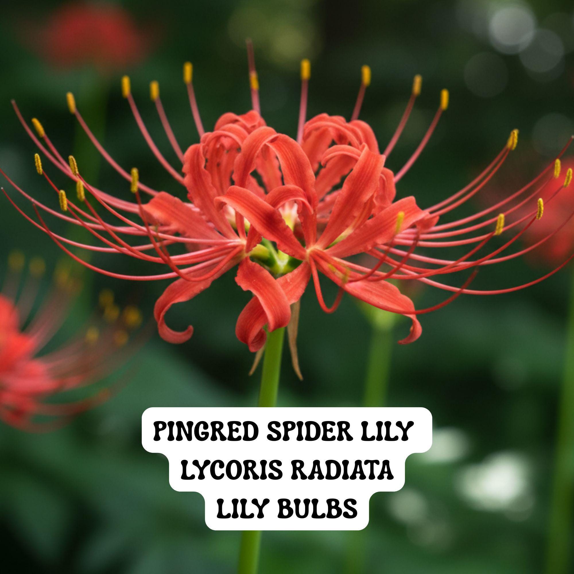 2 Red Spider Lily Bulbs, Lycoris Radiata 10/+ Cm, Hardy Perennial