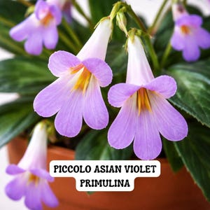 May include: Close-up of a Piccolo Asian Violet Primulina plant in a brown pot. The flowers are a soft lavender color with white throats and yellow centers. The plant has green leaves.