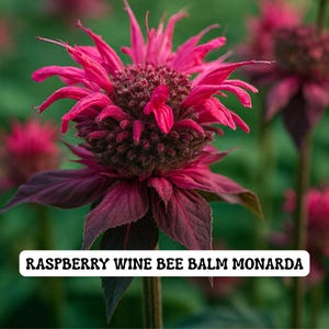 May include: Close-up of a vibrant raspberry-colored Bee Balm flower, with a dark burgundy center and leaves. The image includes the text "RASPBERRY WINE BEE BALM MONARDA" in a white rectangular box at the bottom, highlighting the plant's name.