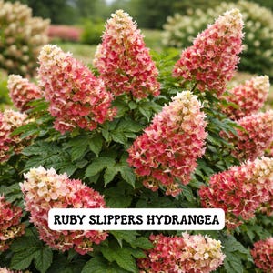 May include: A close-up of a Ruby Slippers Hydrangea bush with large, cone-shaped flower clusters. The flowers transition from a creamy white to a vibrant pink-red hue. The bush has dark green leaves and the text "RUBY SLIPPERS HYDRANGEA".