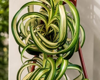 Bonnie Curly Spider Plant, Air Purifying, Easy Indoor Office Plant (2.5 Inch Pot)