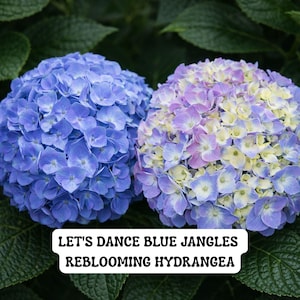May include: Close-up of two hydrangea blooms. One is a vibrant blue, the other a mix of lavender, yellow, and white. The flowers are surrounded by green leaves. Text on the image reads: "LET'S DANCE BLUE JANGLES REBLOOMING HYDRANGEA."