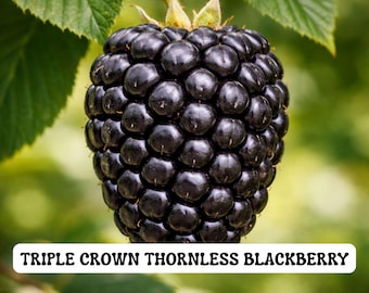 May include: A close-up of a Triple Crown thornless blackberry, showcasing its deep black color and clustered structure. The image is set against a blurred green background with leaves, highlighting the fresh fruit. The text "Triple Crown Thornless Blackberry" is displayed.