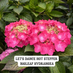 May include: Close-up of vibrant pink Bigleaf Hydrangea flowers, with the text "LET'S DANCE HOT STEPPER BIGLEAF HYDRANGEA" in a white box. The flowers are surrounded by green leaves, creating a lush, natural backdrop.