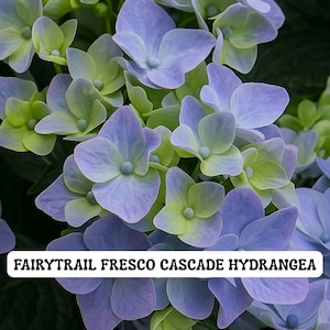 May include: Close-up of Fairytail Fresco Cascade Hydrangea flowers. The flowers are a mix of blue, purple, and green hues. The petals are delicate and layered, with a soft texture. The image is well-lit, highlighting the details of the flowers.