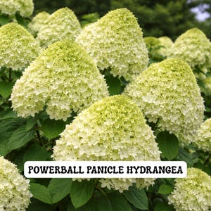 Puede incluir: Primer plano de flores de hortensia paniculada Powerball. Las flores son de color blanco crema con un tinte verde claro en la parte superior, agrupadas en forma de cono. Se ven varias flores, con hojas de color verde oscuro en el fondo.