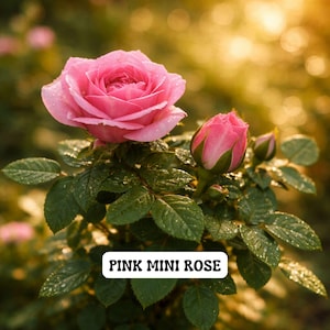 May include: A close-up of a pink mini rose in full bloom, with a bud and several smaller buds. The rose has many petals and is covered in water droplets. The leaves are green and the text "PINK MINI ROSE" is displayed.