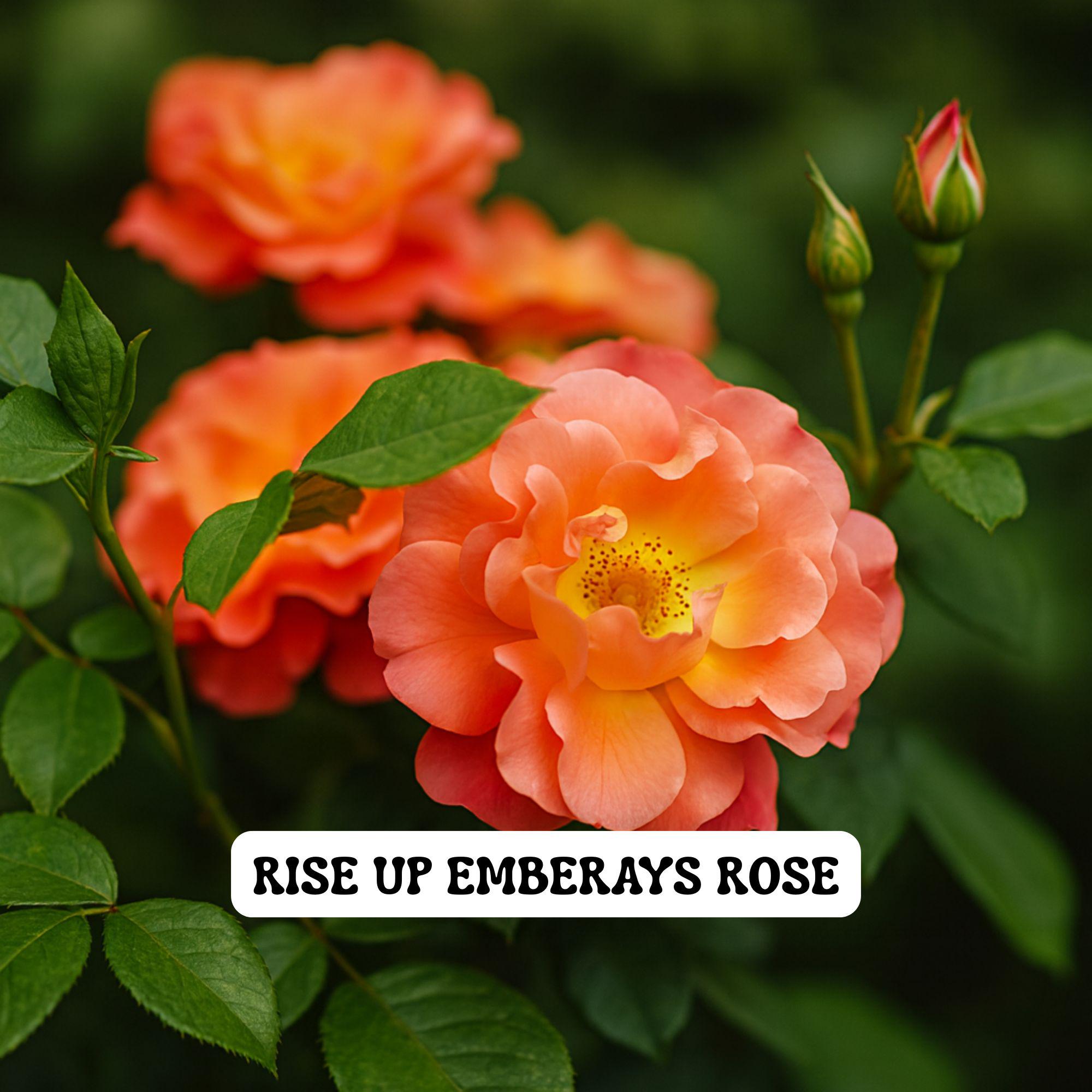 Rose Rise Range Rise up Emberays Rose, Fiery Orange Climbing Shrub, Fragrant Live Plant ...