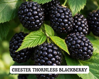 May include: Close-up of Chester Thornless blackberries, a cluster of ripe, dark-purple berries with a glossy sheen. The berries are surrounded by green leaves, with the text "CHESTER THORNLESS BLACKBERRY" in a white box.