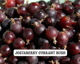 Jostaberry Currant Bush, Live Fruit Plant 2.5" Pot, NO Ship Nc Wv Nh