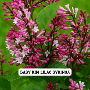 May include: Close-up of a cluster of Baby Kim Lilac Syringa flowers. The flowers are a mix of deep magenta and light pink, with small white blossoms interspersed. The image includes green leaves and the text "BABY KIM LILAC SYRINGA".
