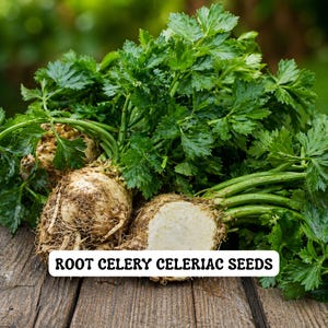 Heirloom Root Celery Celeriac Seeds – Rare European Vegetable, 100 Count